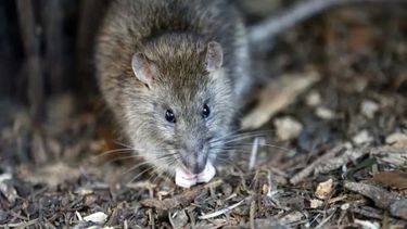 Alerta en Córdoba por leptospirosis: murió un hombre y hay un paciente grave.&nbsp;