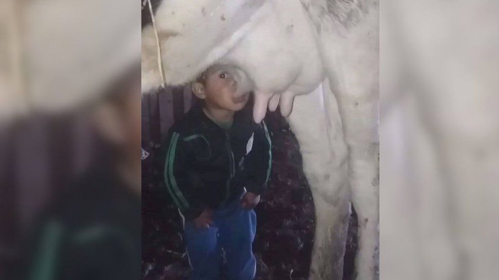 granjero desconfiado instalo camaras para descubrir quien robaba la leche de su vaca