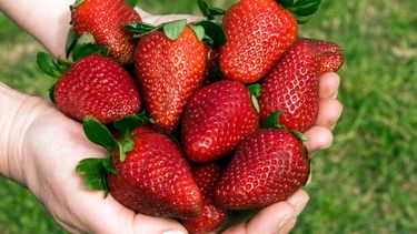 ¿Por qué Tucumán influye en el precio de la frutilla en Jujuy?