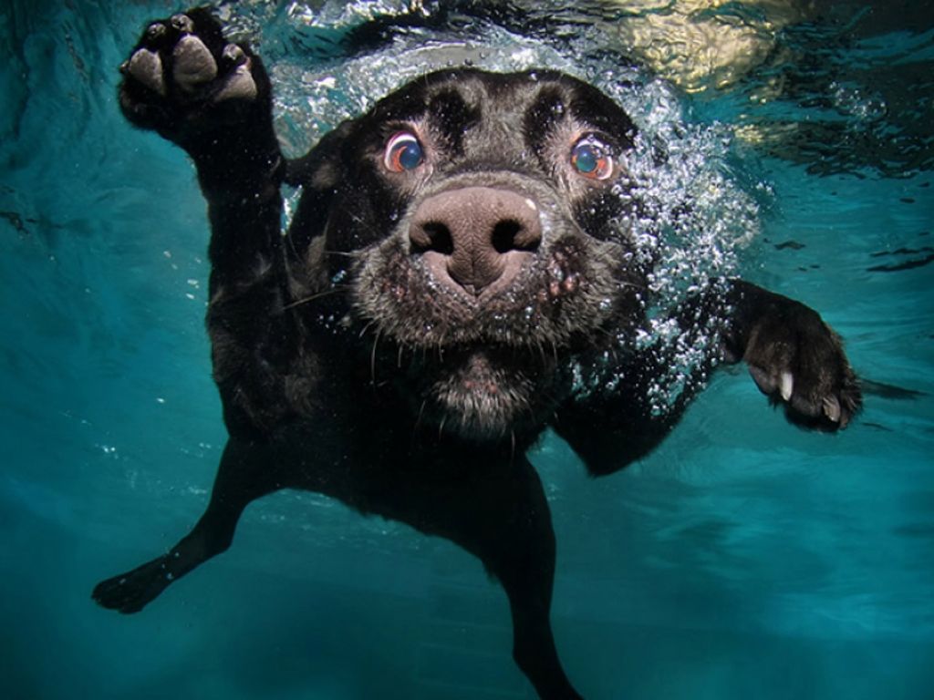 Perros acalorados