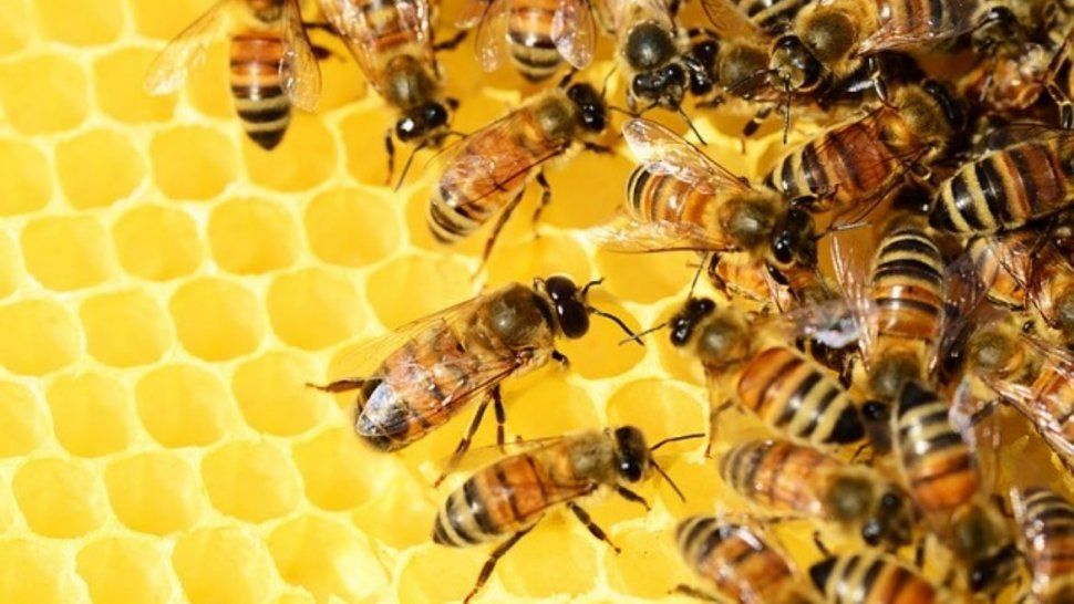 abejas en verano en jujuy: que es un enjambre, por que aparece y por que no hay que espantarlas
