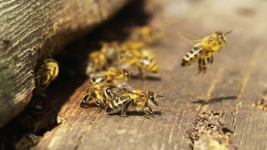 Cuál es el significado espiritual de que aparezcan abejas en la casa.&nbsp;