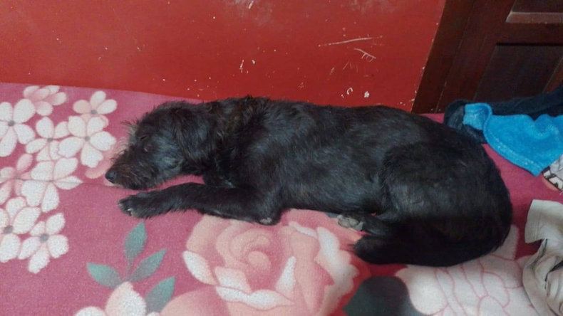 Caso de maltrato animal en Palpalá. Caso de maltrato animal en Palpalá.