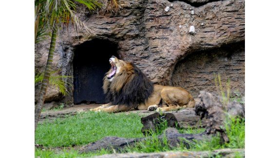 Matan a dos leones para salvar a un suicida