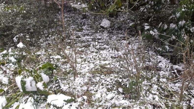 Las mejores fotos de la primera nevada en Jujuy: Los Nogales y Yala