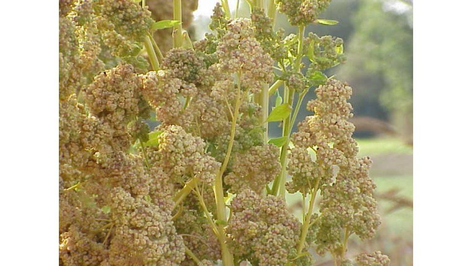 Quinoa