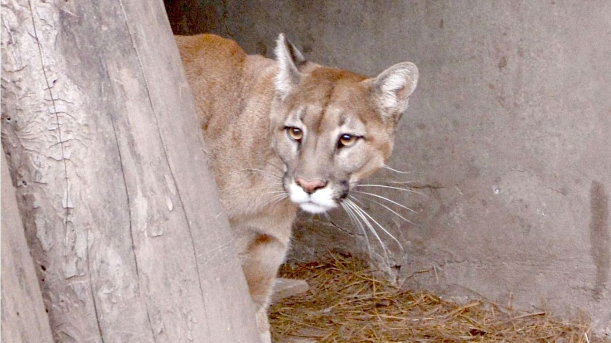 En Jujuy, 8 de cada 10 animales ingresan al CAFAJu por rescates: fuerte suba en el último año