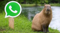 El modo capibara, se puede activar en WhatsApp