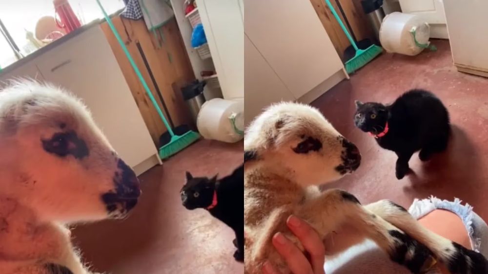La reacción del gato se volvió viral en las redes sociales.