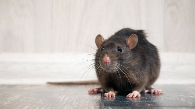 El trucazo para eliminar a ratas y ratones de tu casa con un solo  ingrediente de cocina – Enséñame de Ciencia