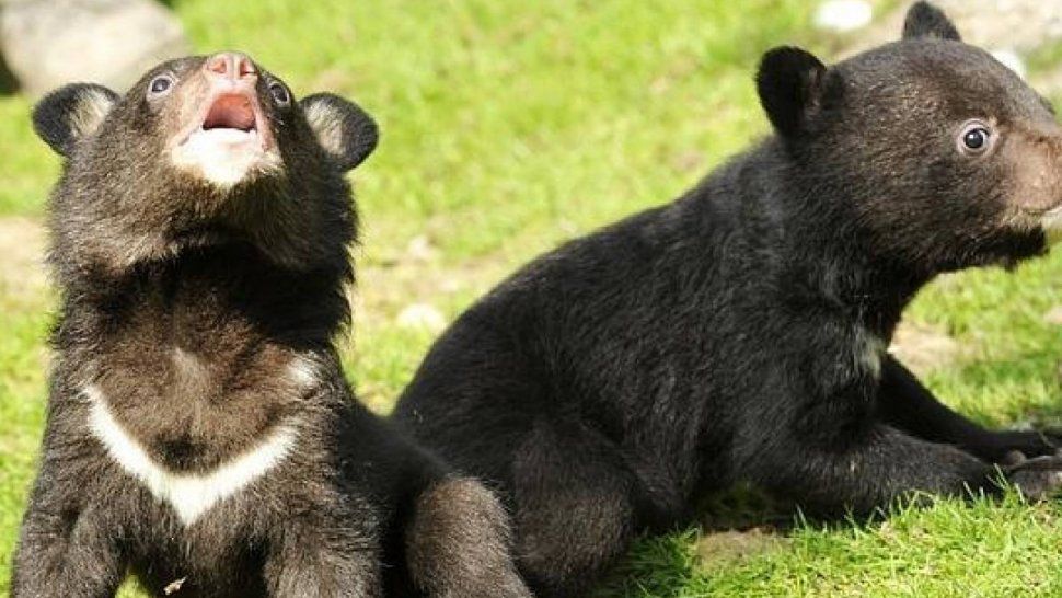 Adoptaron a un perro y años más tarde se dieron cuenta que era un oso