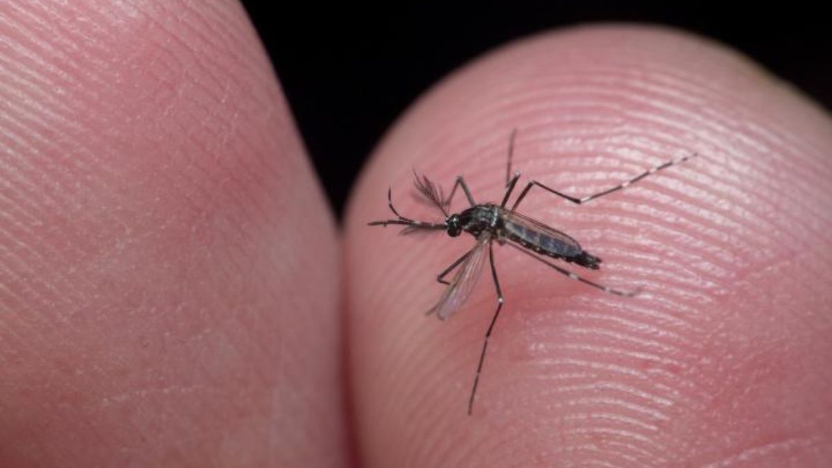 brasil confirmo dos muertos por el virus oropouche: de que se trata