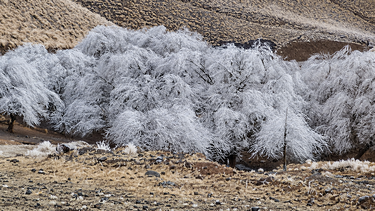 Nieve en Tafí del Valle - Tucumán (Foto: La Gaceta)