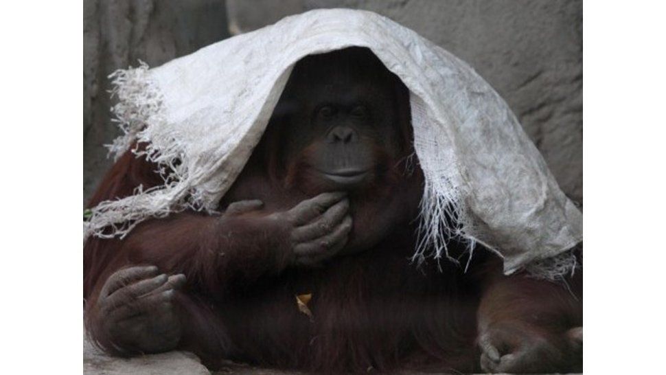 Orangutana del Zoo de BsAs
