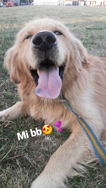 perro aparecido