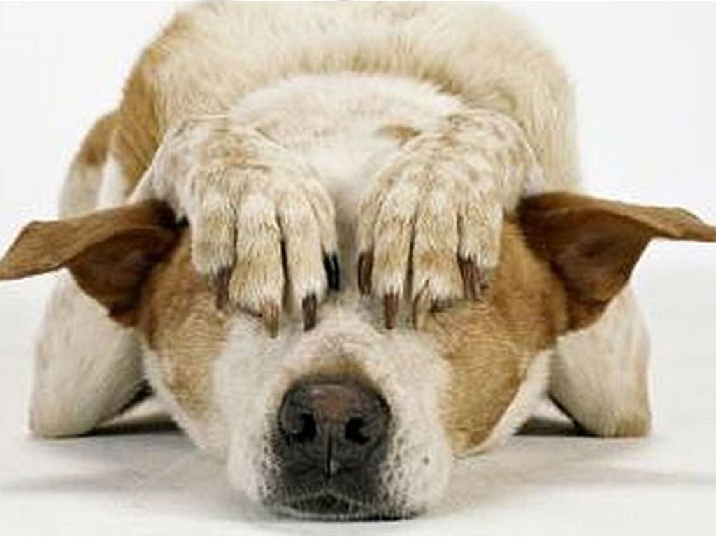 Animales y pirotecnia
