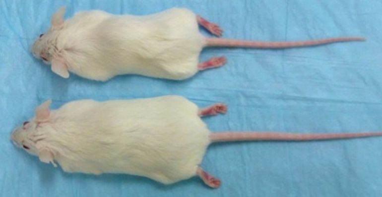 Experimento. Un ratón con peso normal y otro algo excedido. El estudio sugiere que las dietas para perder peso rápido infructuosas son peligrosas para la salud en el largo plazo.