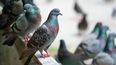 como espantar a las palomas de tu balcon
