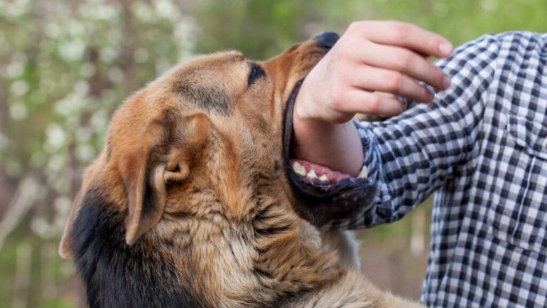 Mordedura de animales con rabia