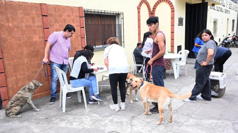 Campaña de Vacunación Antirrábica en San Salvador de Jujuy (Archivo)