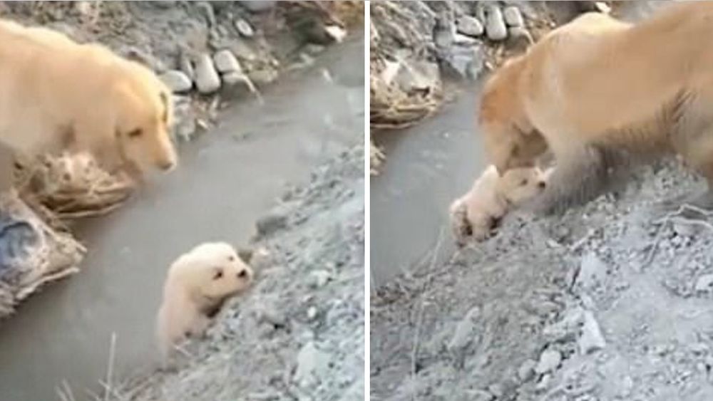 Un cachorro estaba a punto de caer a un río pero su mamá lo salvó