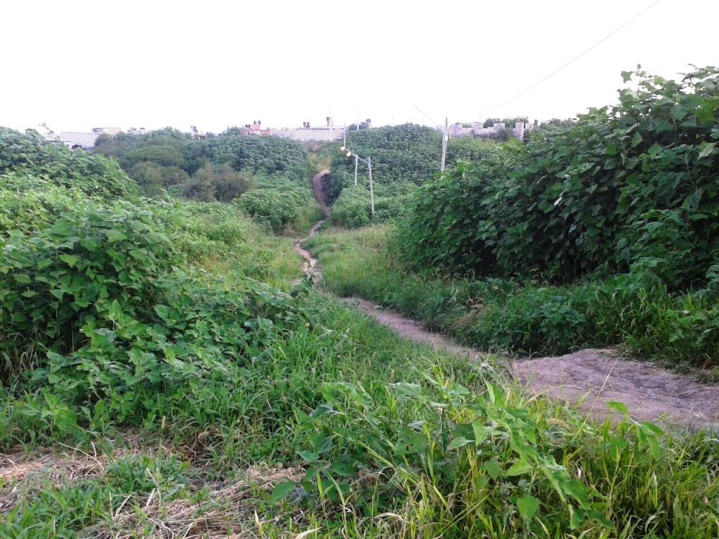 Camino hacia el arroyo