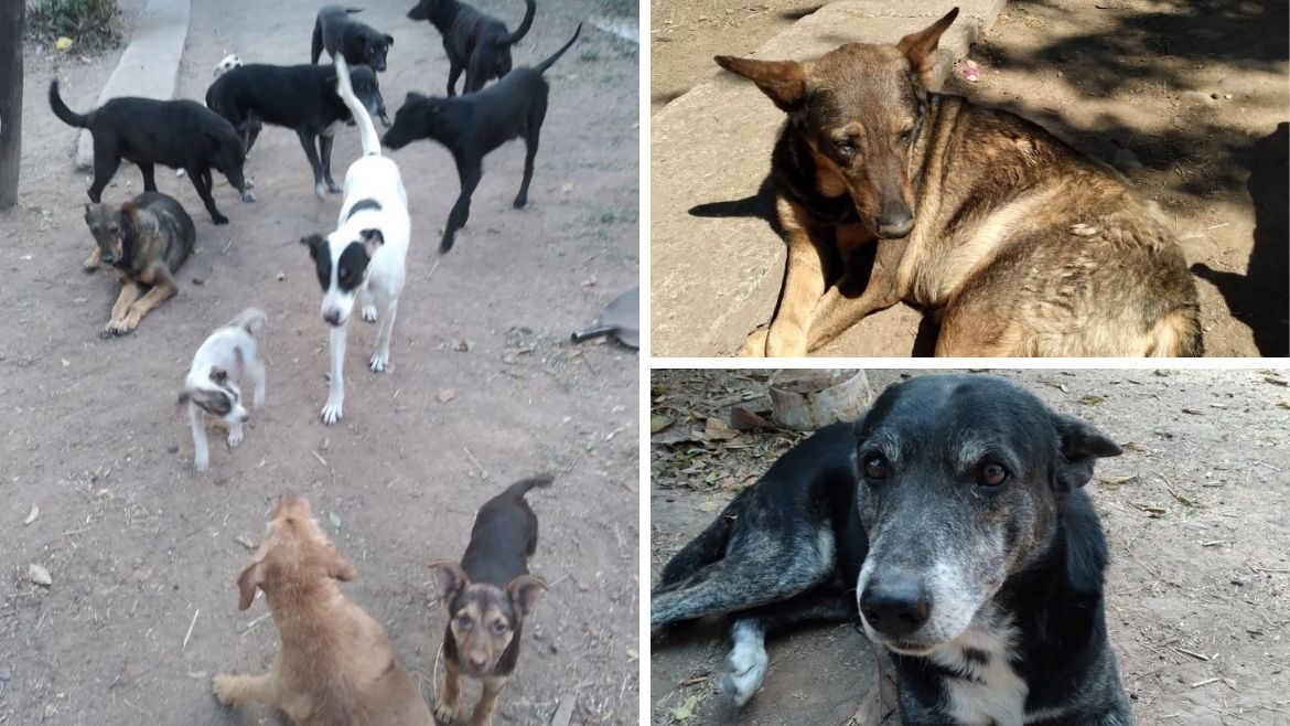 Maltrato animal y solidaridad de un palpaleño.