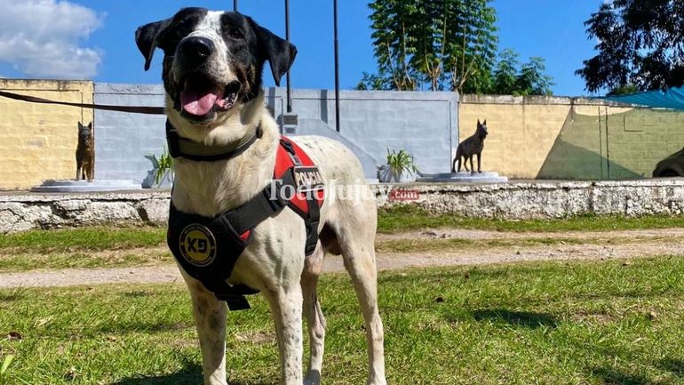 Falopa, el perro más famoso de la policía