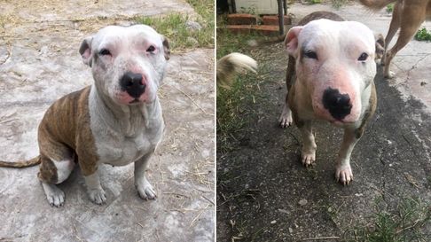 Todo Jujuy | Perrita en adopción.jpg