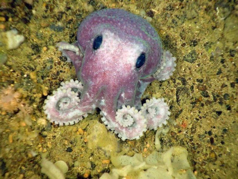 El pulpo morado