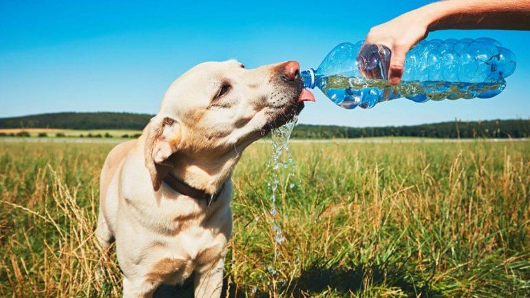 Golpe de calor en perros (Foto ilustrativa)