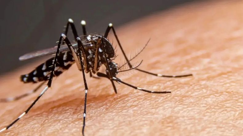 Identifican mosquitos resistentes a los insecticidas en Jujuy y Salta (Foto ilustrativa)