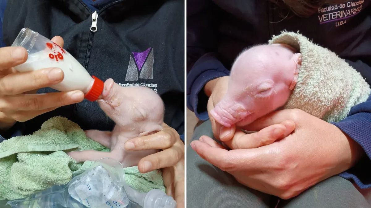Nació el primer cerdo modificado genéticamente en Argentina para trasplantes de órganos humanos.