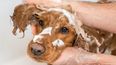 Mascotas: ¿porqué no hay que bañarlos con shampoo de uso humano?