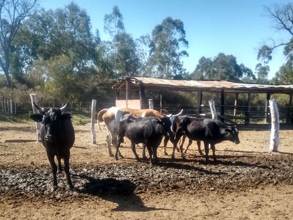 Vacas secuestradas