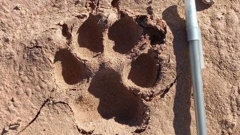 Perros atacaron a más de 40 animales de productores de Maimará