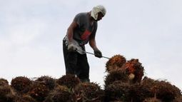 Indonesia prohíbe la exportación del aceite de palma