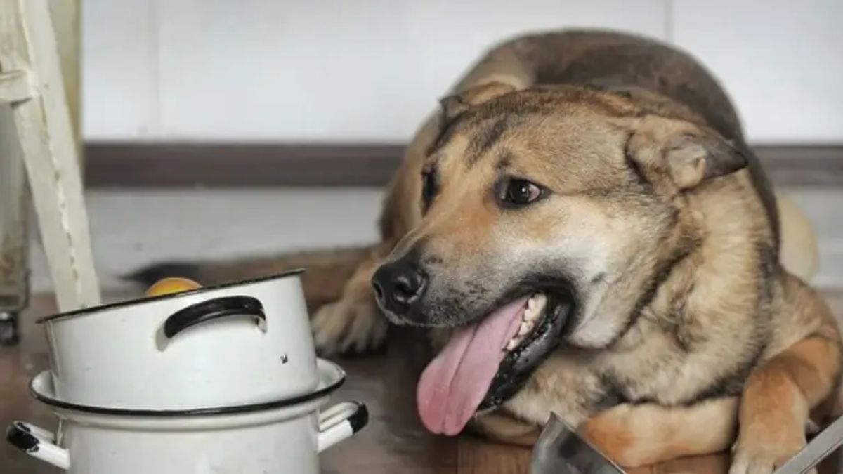 Cómo calmar a tu perro si tiene ansiedad.