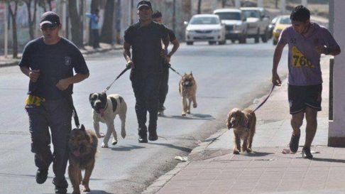 Todo Jujuy | perroton.jpg