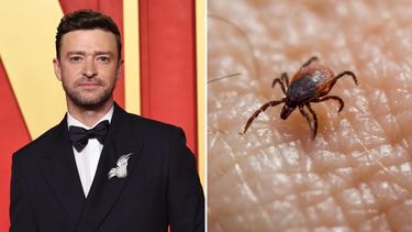Qué es la enfermedad de Lyme, la infección bacteriana que le fue diagnosticada a Justin Timberlake. &nbsp;