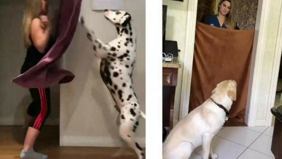 El nuevo desafío viral que es furor en las redes y deja a tu perro recalculando