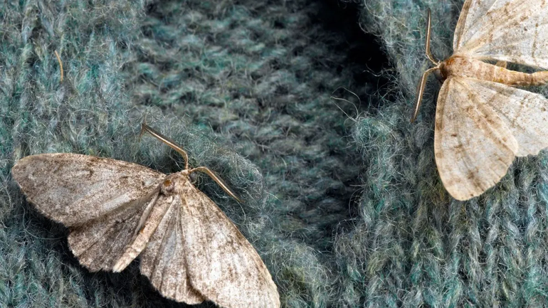 Truques para eliminar traças.