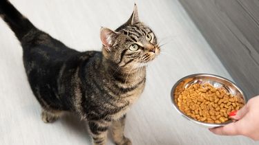 Técnicas y consejos para mejorar la alimentación de tu gato