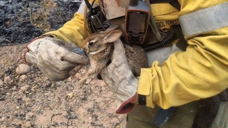 Continúan activos dos focos de incendios en las yungas. Los brigadistas trabajan en el rescate de fauna de Calilegua.
