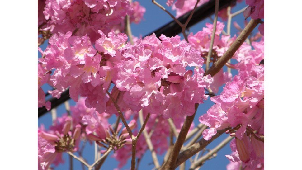 Lapacho rosado