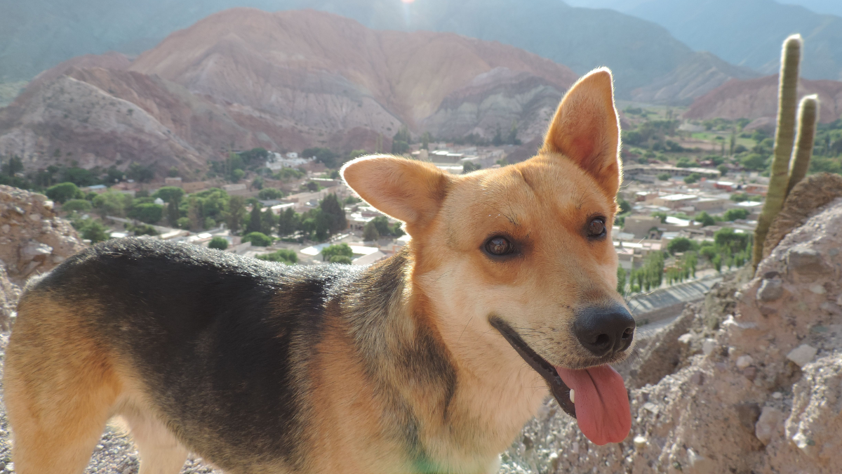 Purmamarca: jornada de castraciones de perros y gatos