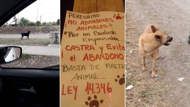 Por abandono de mascota, la multa sería desde los 600 mil pesos en Jujuy.