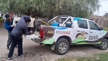 Rescataron a pecaríes que estaban en cautiverio en una casa en La Esperanza