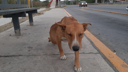 Todo Jujuy | Mascota: Busca a su perro desde 2019 y lo vieron hace días