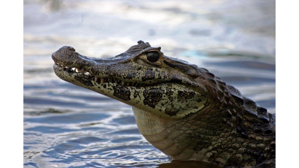 Caiman